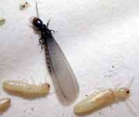 Termites Exterminator Albany Pest Control East Greenbush Troy How To Get Rid Of Termites Schenectady Colonie