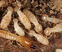 Termites Exterminator Albany Pest Control East Greenbush Troy How To Get Rid Of Termites Schenectady Colonie