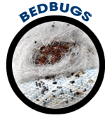 Bed Bugs Exterminator Albany Pest Control Services How To Get Rid Of