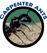 Carpenter Ants Exterminator Albany Pest Control East Greenbush Schenectady How To Get Rid Of