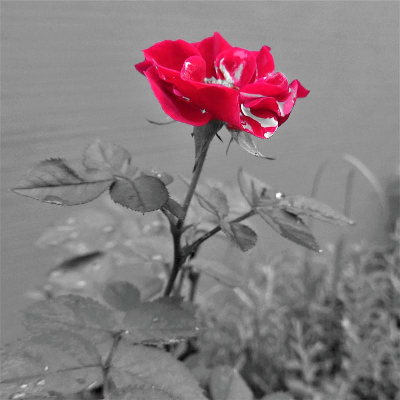 Carpenter Ants Exterminator Albany Troy East Greenbush Pest Control