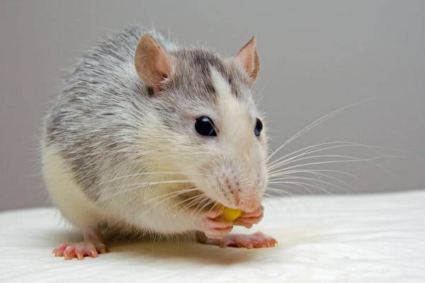 Bethlehem Rodents Exterminator Albany Pest Control Services East Greenbush